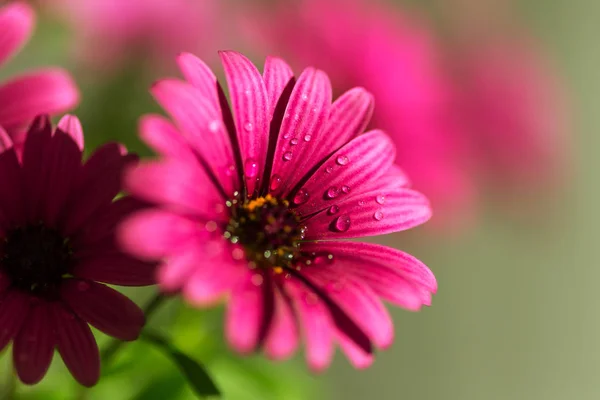 Primer Plano Hermosa Flor Adecuado Para Fondo Floral — Foto de Stock