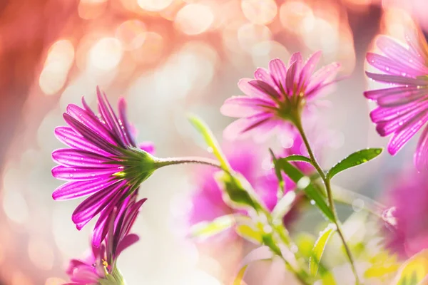 Tiro Close Das Belas Flores Adequado Para Fundo Floral — Fotografia de Stock