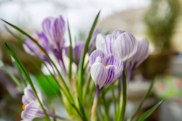 美しい春のクロッカスをクローズ アップ — ストック写真