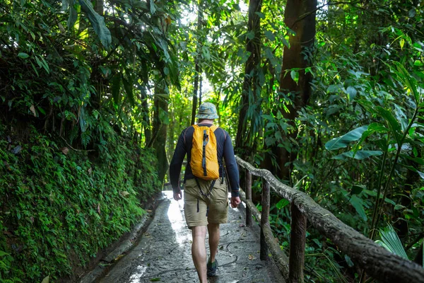 Прогулюючись Зелених Тропічних Джунглях Коста Рика Центральна Америка — стокове фото