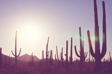 Saguaro Milli Parkı manzaralı görünüm