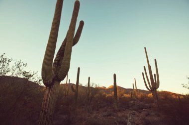 Saguaro Milli Parkı manzaralı görünüm