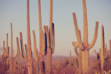 Saguaro Milli Parkı manzaralı görünüm