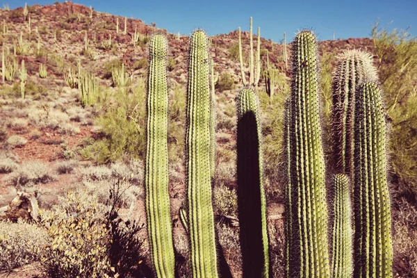 Saguaro Nationaal Park Schilderachtig Uitzicht — Stockfoto