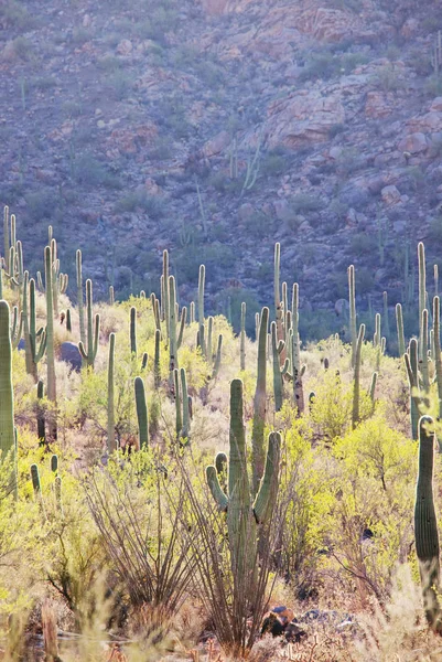Park Narodowy Saguaro Malowniczy Widok — Zdjęcie stockowe