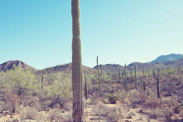 Parque Nacional Saguaro Vista Panorámica — Foto de Stock