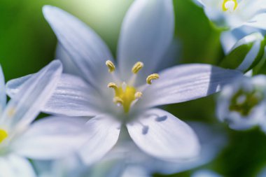 Kardelen bahar sezonu