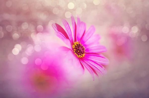 ภาพระยะใกล ของดอกไม สวยงาม เหมาะส าหร นหล งดอกไม — ภาพถ่ายสต็อก