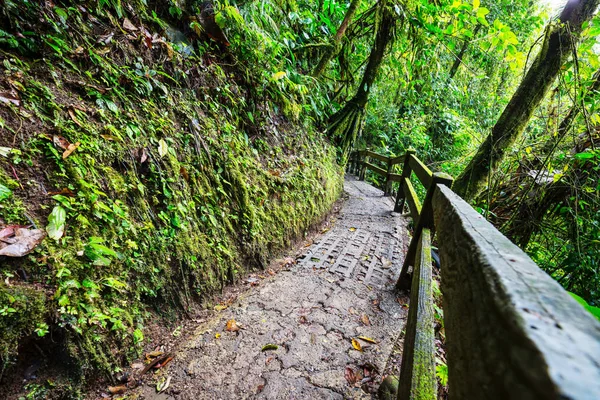 Randonnée Dans Jungle Tropicale Verte Costa Rica Amérique Centrale — Photo