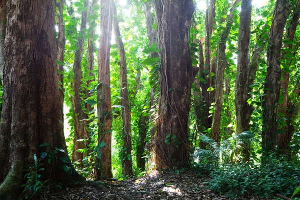 丛林在夏威夷热带森林 — 图库照片