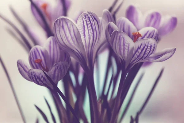 Beaux Crocus Printemps Gros Plan — Photo