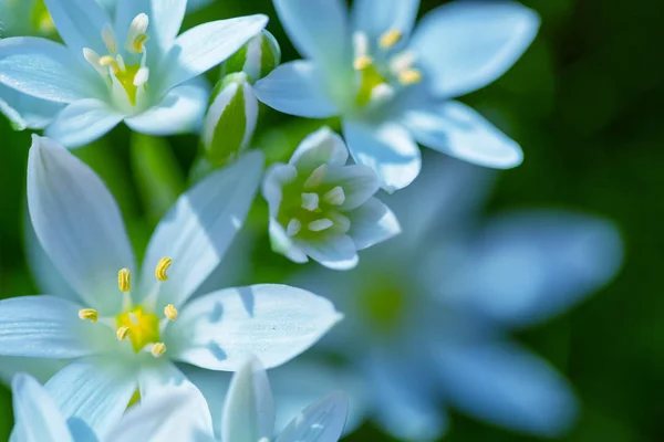 雪花莲在春暖花开的季节 — 图库照片