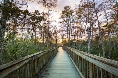 Everglades Ulusal Parkı 'ndaki bataklıkta tahta kaldırımlar, Florida, ABD.