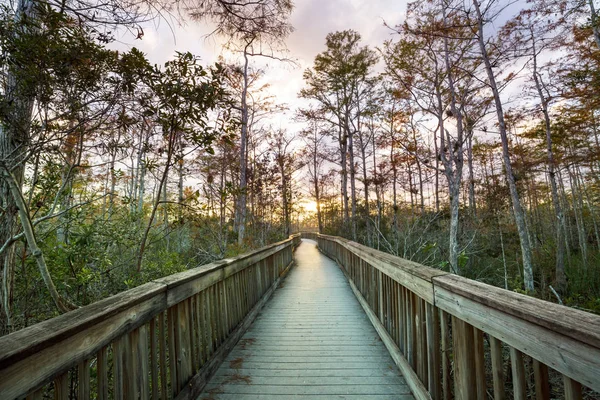 Boardwalks Swamp Everglades National Park Florida Usa — Stock Photo, Image