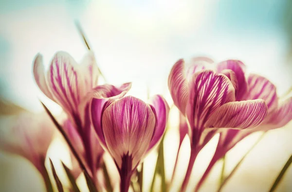 Krásné Květiny Crocus Zblízka — Stock fotografie