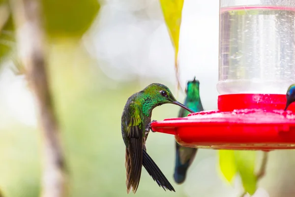 Színes Kolibri Costa Ricában Közép Amerikában — Stock Fotó
