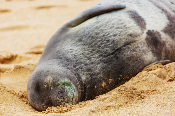 Ganska Avkopplande Tätning Stranden Hawaii Usa — Stockfoto