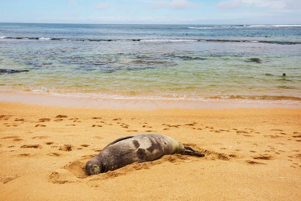 Mooie Ontspannende Zeehond Het Strand Hawaii Verenigde Staten — Stockfoto