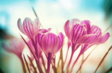 Çiçek Çiğdem yakın çekim 