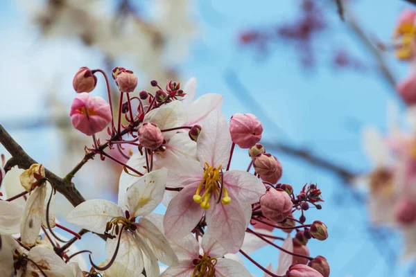 Árbol Floreciente Cerca —  Fotos de Stock