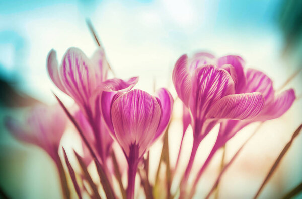 Цветы крокус закрыть
 