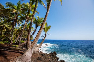 Şaşırtıcı havai plaj doğa doğal manzarası 