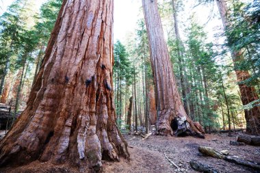 Yaz mevsiminde Sequoias Ormanı