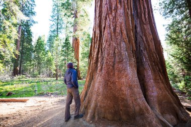 Yaz mevsiminde Sequoias Ormanı