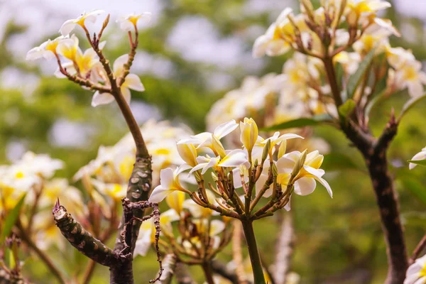 Bellissimo Giardino Tropicale Nell Isola Delle Hawaii — Foto Stock