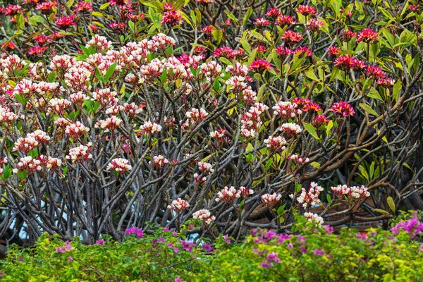 Bellissimo Giardino Tropicale Nell Isola Delle Hawaii — Foto Stock