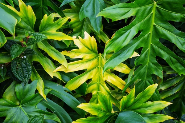 Wunderschöner Tropischer Garten Auf Hawaii — Stockfoto