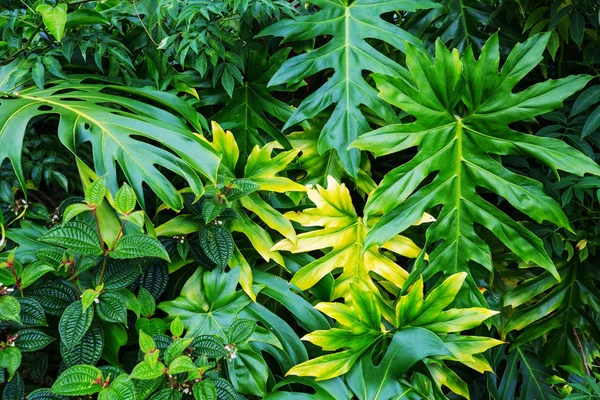 Beautiful tropical garden in Hawaii island