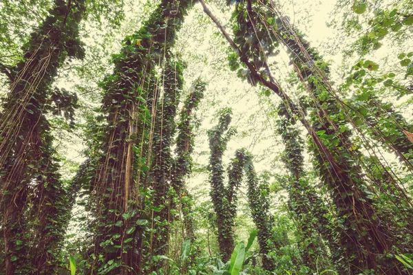 Jungle Hawaii Natuur Schilderachtig Uitzicht — Stockfoto