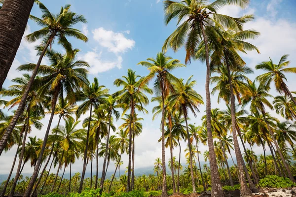 Palm Skugga Sandstranden — Stockfoto