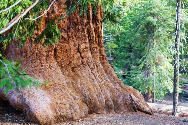 Bosque Sequoias Temporada Verano —  Fotos de Stock