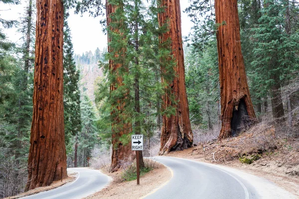 Las Sequoias Sezonie Letnim — Zdjęcie stockowe