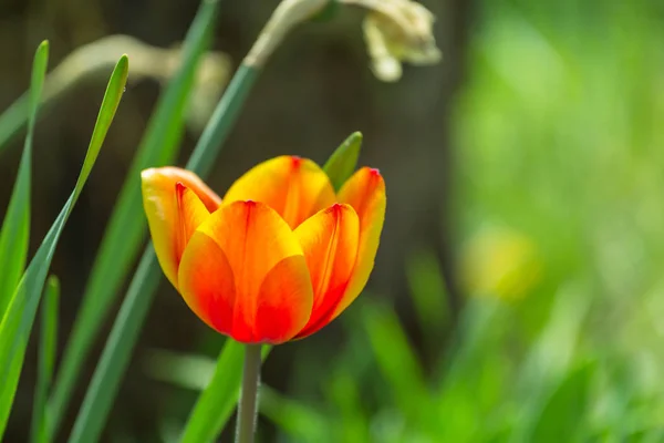Piękny Kwiat Tulip Bliska — Zdjęcie stockowe