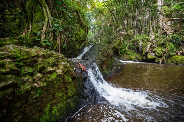 Bela Cachoeira Floresta Tropical Ilha Havaí Eua — Fotografia de Stock