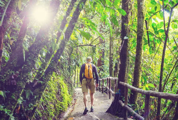 Vandring Grön Tropisk Djungel Costa Rica Centralamerika — Stockfoto