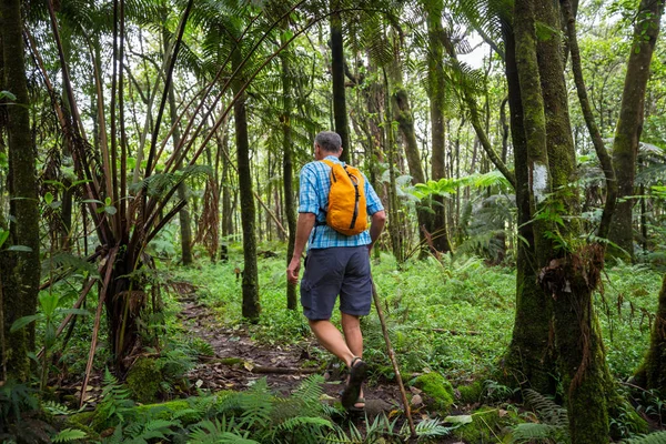 Homem Caminhante Selva — Fotografia de Stock