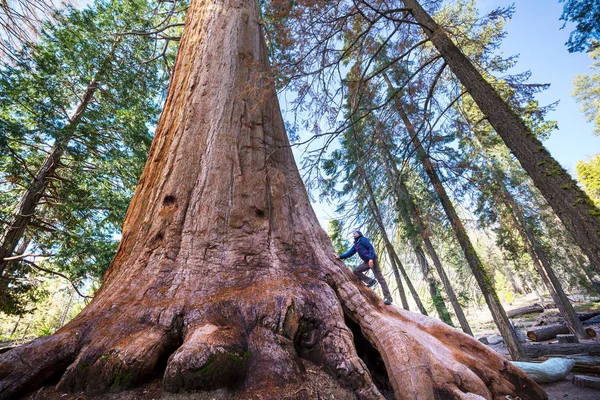 Las Sequoias Sezonie Letnim — Zdjęcie stockowe