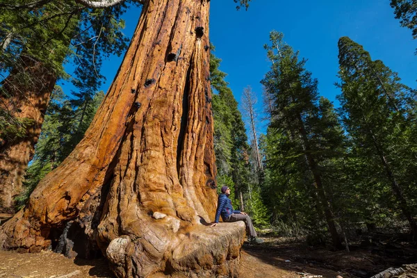 Foresta Delle Sequoie Nella Stagione Estiva — Foto Stock