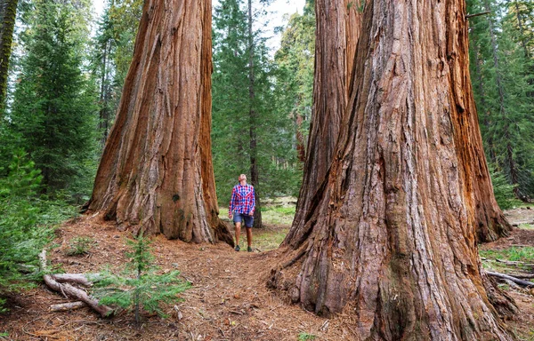 Foresta Delle Sequoie Nella Stagione Estiva — Foto Stock