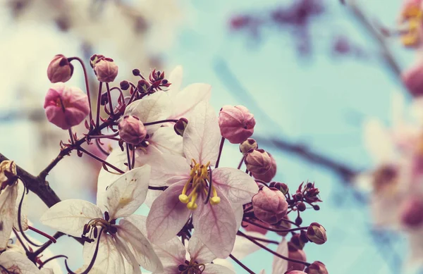 Arbre Fleurs Gros Plan — Photo