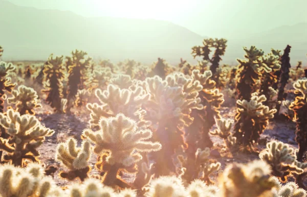 Park Narodowy Saguaro Natura Krajobraz — Zdjęcie stockowe