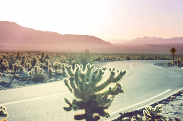 Saguaro National Park Natur Landskap — Stockfoto