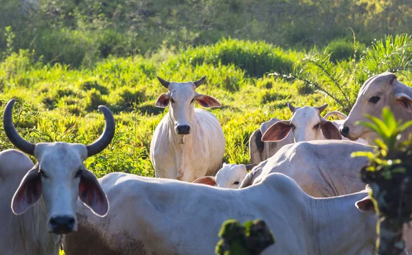 Zeboe Koe Vee Een Boerderij Costa Rica — Stockfoto