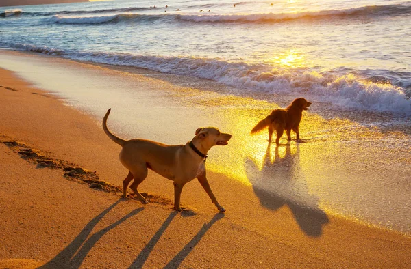 Perros Playa Divertirse —  Fotos de Stock