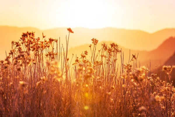 Mountain Meadow Sunny Day — Stock Photo, Image