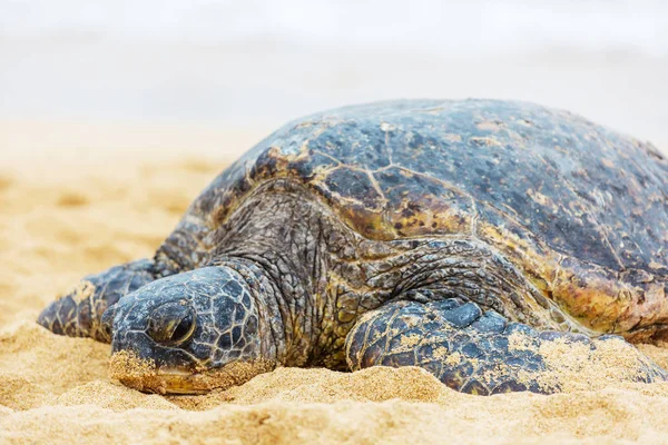Schildkröte Aus Nächster Nähe Auf Sand — Stockfoto